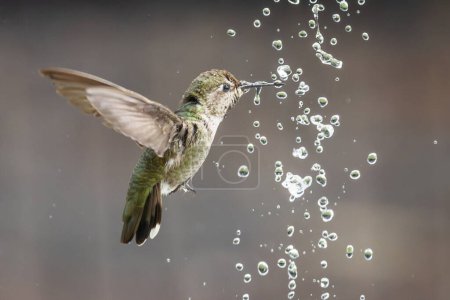 Foto de Hermoso inmaduro macho colibrí de Anna disfrutando de la fuente de agua - Imagen libre de derechos