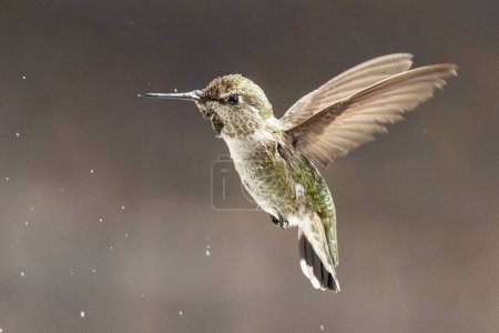 Photo for Beautiful Immature Male Anna's Hummingbird In Flight. - Royalty Free Image