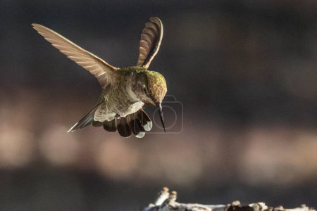 Téléchargez les photos : Belle immature mâle colibri Anna en vol. - en image libre de droit