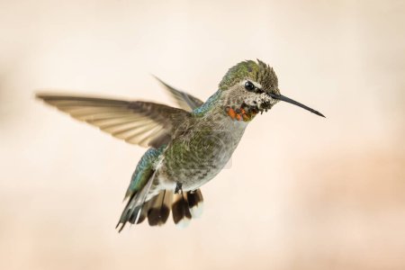 Photo for Beautiful Immature Male Anna's Hummingbird In Flight. - Royalty Free Image