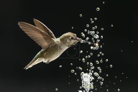 Téléchargez les photos : Belle immature mâle colibri Anna profiter de la fontaine d'eau - en image libre de droit