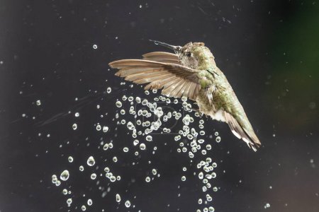 Foto de Hermoso inmaduro macho colibrí de Anna disfrutando de la fuente de agua - Imagen libre de derechos