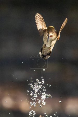 Foto de Hermoso inmaduro macho colibrí de Anna en vuelo. - Imagen libre de derechos