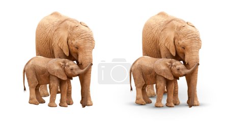 Baby and Mother Elephant Isolated On White With and Without A Shadow.