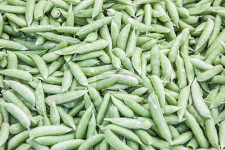 Photo for Freshly Picked Selection of Organic Green Beans on Display at the Farmers Market. - Royalty Free Image