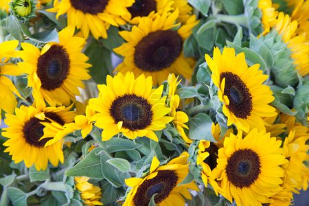 Photo for Freshly Picked Selection of Organic Sunflowers on Display at the Outdoor Farmers Market. - Royalty Free Image