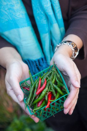 Foto de Manos de mujer sosteniendo una pequeña canasta de chiles orgánicos recién picados en el mercado de agricultores. - Imagen libre de derechos