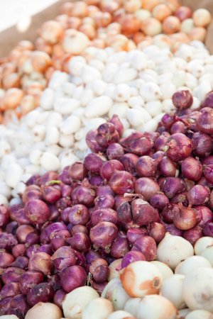 Photo for Colorful Variety of Freshly Picked Organic Onions on Display at the Farmers Market. - Royalty Free Image