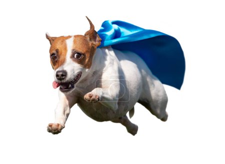 Téléchargez les photos : Happy Flying Jack Russell Terrier Chien chiot avec Cap Bleu Voler dans les airs. PNG transparent. - en image libre de droit