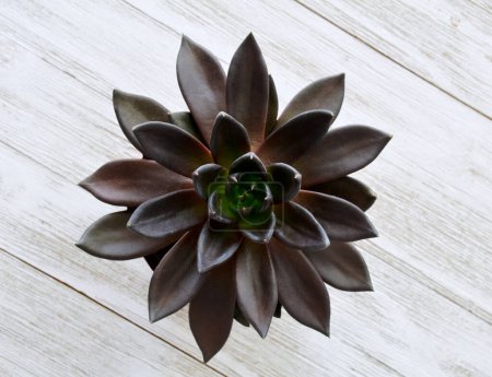 Dark and mysterious echevaria black prince succulent on rustic wooden background shot from overhead in flat lay composition.