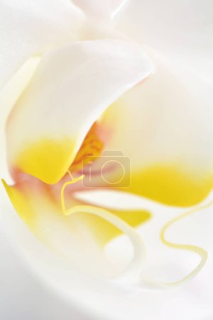 Foto de Soñador enfoque suave primer plano de blanco Phalenopsis orquídea en formato vertical. Ideal como fondo o acento para un proyecto temático de primavera. - Imagen libre de derechos