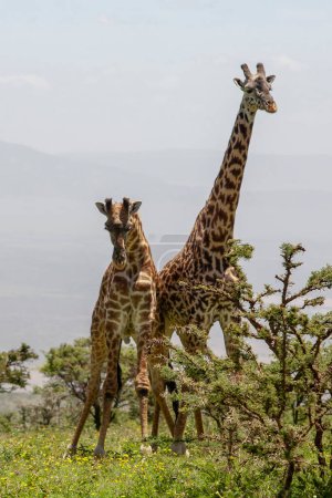 Photo for Wild Giraffes at Ngorongoro Crater, Tanzania - Royalty Free Image