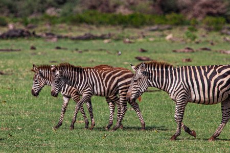 Photo for Zebras in the Lake Manyara National Park, Tanzania - Royalty Free Image