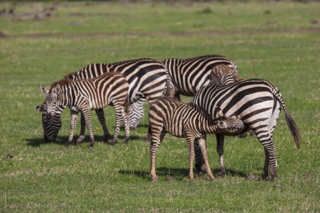 Foto de Cebras en el Parque Nacional del Lago Manyara, Tanzania - Imagen libre de derechos