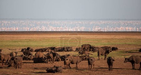 Photo for African buffalos in the Lake Manyara National Park, Tanzania - Royalty Free Image