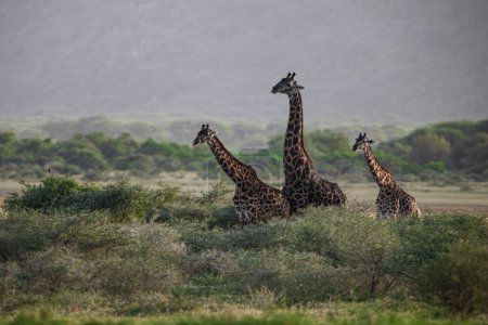 Foto de Jirafas en el Parque Nacional del Lago Manyara, Tanzania - Imagen libre de derechos