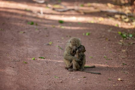 Photo for Baboons in forest of Lake Manyara National Park, Tanzania - Royalty Free Image