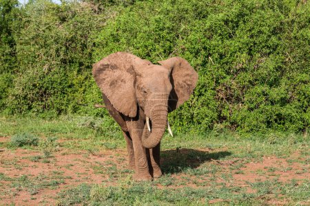 Téléchargez les photos : Éléphant d'Afrique dans le parc national du lac Manyara, Tanzanie - en image libre de droit