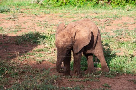 Téléchargez les photos : Éléphant d'Afrique dans le parc national du lac Manyara, Tanzanie - en image libre de droit