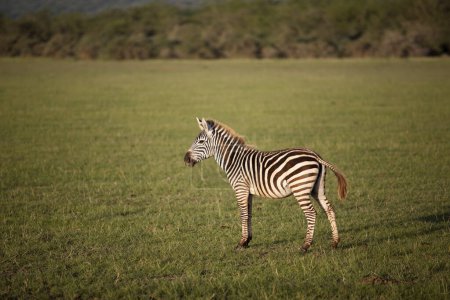 Photo for Zebra on grass at Lake Manyara National Park - Royalty Free Image