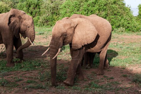 Éléphants d'Afrique dans le parc national du lac Manyara, Tanzanie