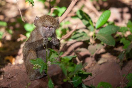 Téléchargez les photos : Babouin dans la forêt du Parc National du Lac Manyara, Tanzanie - en image libre de droit