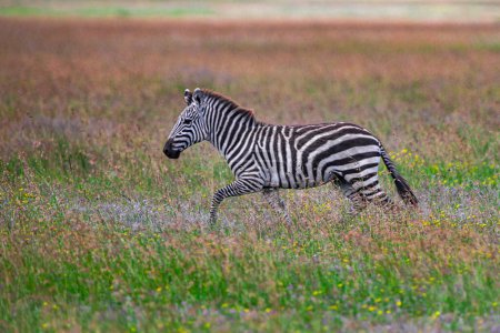 Téléchargez les photos : Zèbre dans le parc national du Serengeti, Tanzanie - en image libre de droit