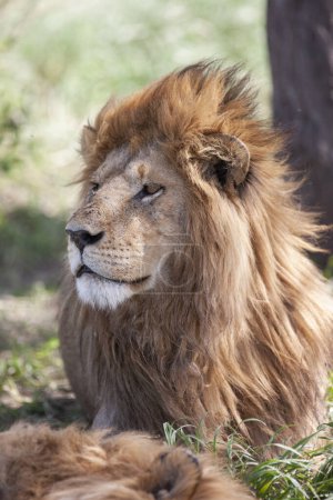 Photo for Lion in the Serengeti National Park, Tanzania - Royalty Free Image