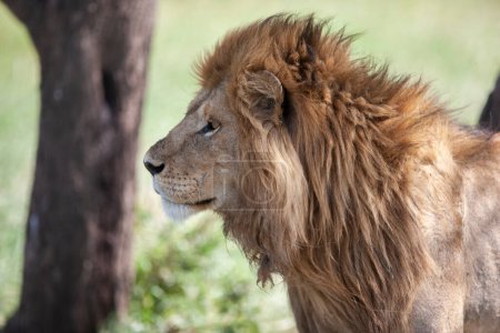 Photo pour Lion dans le parc national du Serengeti, Tanzanie - image libre de droit