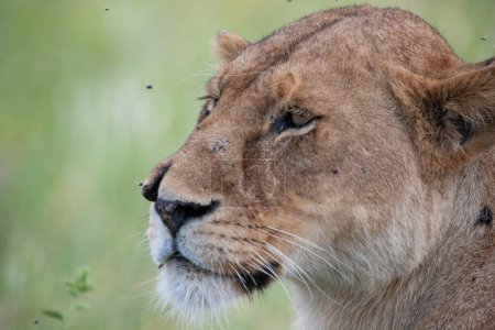 Téléchargez les photos : Lionne dans le parc national du Serengeti, Tanzanie - en image libre de droit