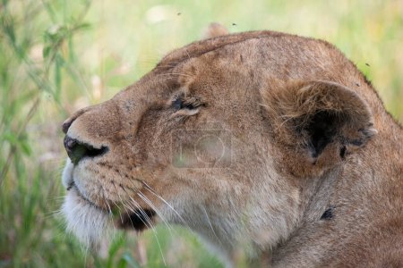 Photo for Lioness in the Serengeti National Park, Tanzania - Royalty Free Image
