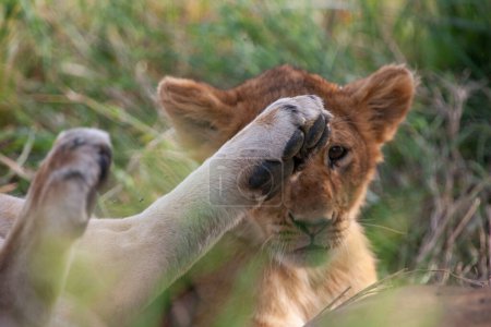 Téléchargez les photos : Lionnes dans le parc national du Serengeti, Tanzanie - en image libre de droit