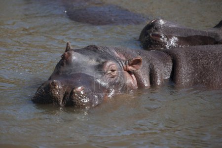 Téléchargez les photos : Hippopotamuses in the Serengeti National Park, Tanzania - en image libre de droit