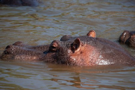 Photo for Hippopotamus in the Serengeti National Park, Tanzania - Royalty Free Image