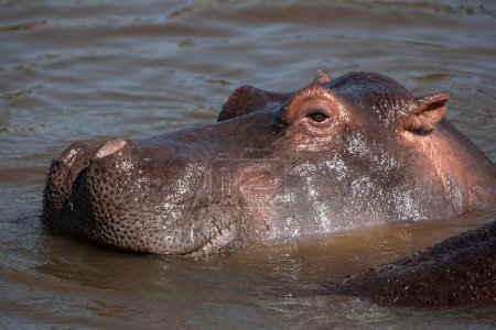 Foto de Hipopótamo en el Parque Nacional del Serengeti, Tanzania - Imagen libre de derechos