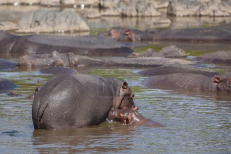 Téléchargez les photos : Hippopotames dans le parc national du Serengeti, Tanzanie - en image libre de droit