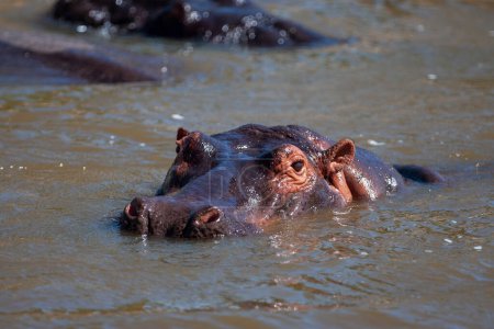 Foto de Hippopotamuses in the Serengeti National Park, Tanzania - Imagen libre de derechos