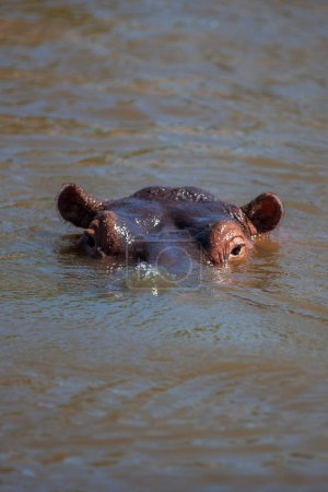 Foto de Hipopótamo en el Parque Nacional del Serengeti, Tanzania - Imagen libre de derechos