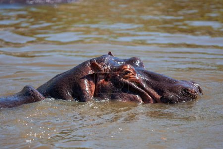 Téléchargez les photos : Hippopotame dans le parc national du Serengeti, Tanzanie - en image libre de droit