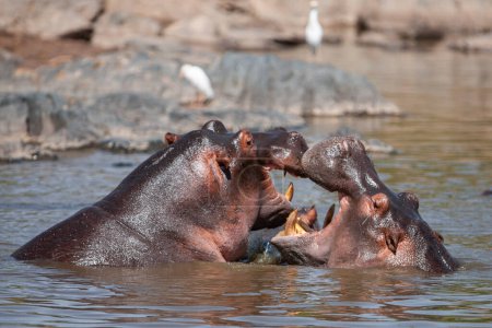 Téléchargez les photos : Hippopotames dans le parc national du Serengeti, Tanzanie - en image libre de droit