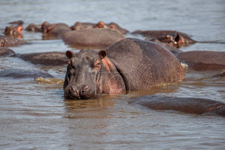Téléchargez les photos : Hippopotamuses in the Serengeti National Park, Tanzania - en image libre de droit
