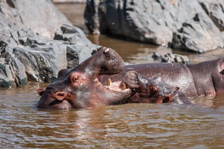 Foto de Hippopotamuses in the Serengeti National Park, Tanzania - Imagen libre de derechos