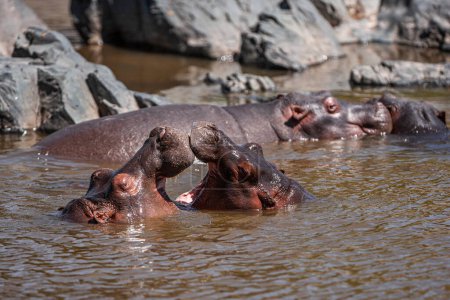 Photo for Hippopotamuses in the Serengeti National Park, Tanzania - Royalty Free Image