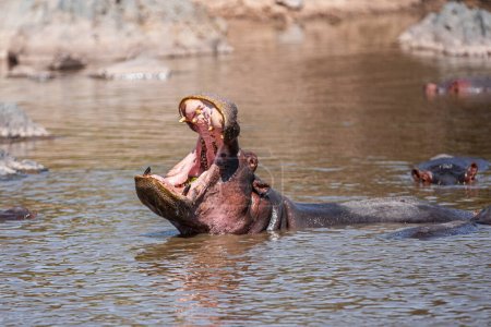 Photo pour Hippopotames dans le parc national du Serengeti, Tanzanie - image libre de droit