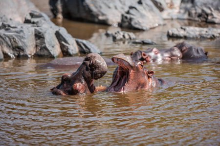 Foto de Hipopótamos en el Parque Nacional del Serengeti, Tanzania - Imagen libre de derechos