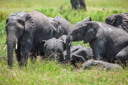 Téléchargez les photos : Éléphants d'Afrique dans le parc national du Serengeti, Tanzanie - en image libre de droit
