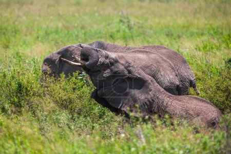 Foto de Elefantes africanos en el Parque Nacional del Serengeti, Tanzania - Imagen libre de derechos