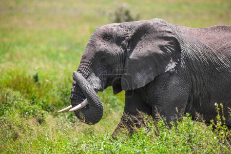 Photo for African elephant in Serengeti National Park, Tanzania - Royalty Free Image