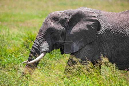 Photo for African elephant in Serengeti National Park, Tanzania - Royalty Free Image