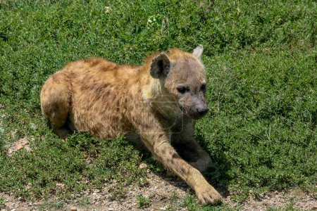 Téléchargez les photos : Hyène tachetée dans les plaines du parc national du Serengeti, Tanzanie, Afrique - en image libre de droit